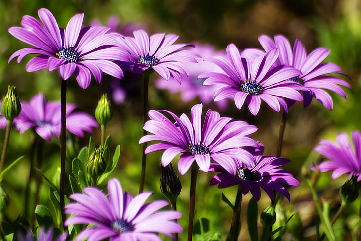 purple osteospermum flowers in close-up photography, flowers, Flowers, purple, osteospermum, close-up photography, Daisies, fiori, nature, plant, flower, summer, beauty In Nature, close-up, petal, outdoors, HD wallpaper