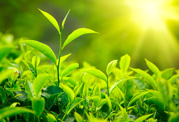 green leafed plant, leaves, the sun, light, green, tea, HD wallpaper