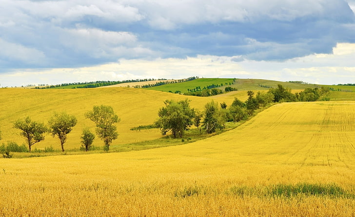 小麦畑、茶色の草畑、季節、夏、自然、小麦、金、収穫、農業、大麦、オート麦、 HDデスクトップの壁紙