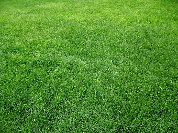 grünes Rasengras, Korn, Gras, Feld, Grün, HD-Hintergrundbild