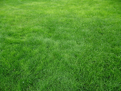 зеленая газонная трава, зерно, трава, поле, зеленый, HD обои HD wallpaper