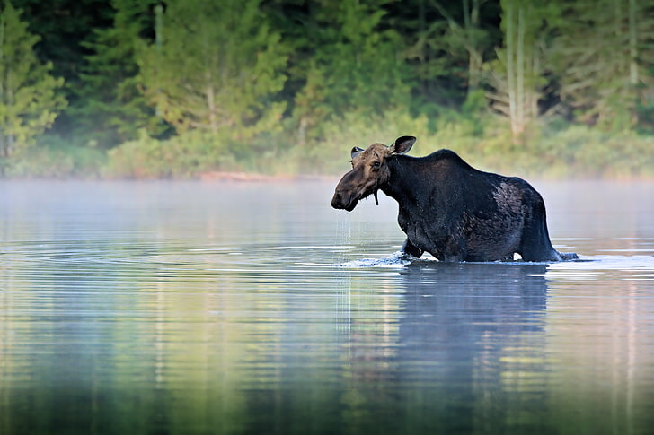 brown moose, moose, water, river, walk, HD wallpaper