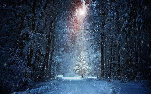 Зимни горски светлинни лъчи, заснежена гора, слънце, път, сняг, дърво, гора, дървета, зима, светлинни лъчи, снежни преспи, HD тапет HD wallpaper