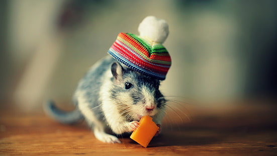 rato preto e branco, animais, chapéu, ratos, queijo, HD papel de parede HD wallpaper