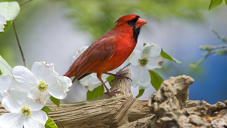 Birds, Cardinal, Bird, HD wallpaper