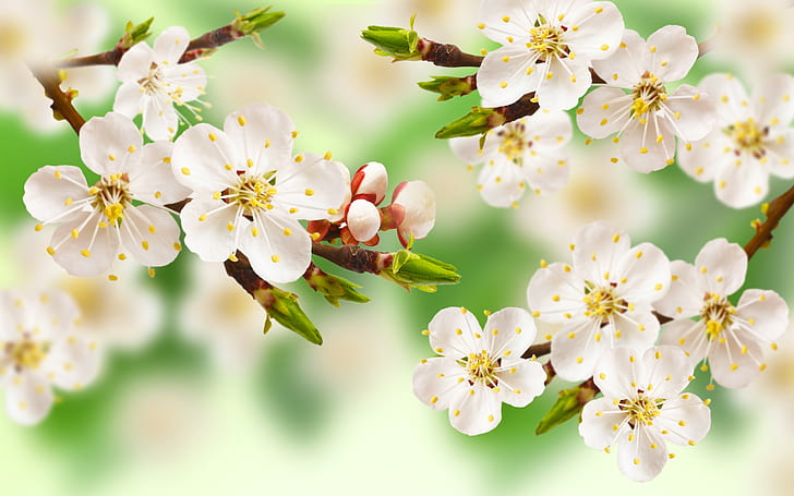 Flowers on tree, white cherry blossom, spring, tree, branch, flowers, leaves, apple, HD wallpaper