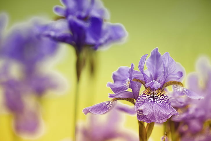 photo of focus purple petal flower, lirio, lirio, Lirio, púrpura, photo, focus, purple, petal, flower, Canon EOS 6D, f/2, blue, Blumen, colors, Frühling, Lilie, yellow, Fauna, poisonous, nature, plant, close-up, summer, beauty In Nature, HD wallpaper