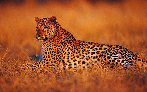 Леопард, праздник, леопард, леопард, саванна, африка, закат, ночь, праздник, HD обои HD wallpaper