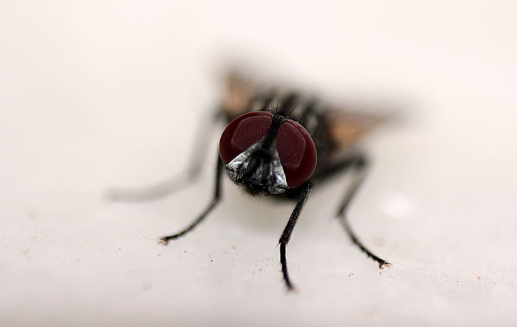 insect, macro, reverse  lens, flies, HD wallpaper