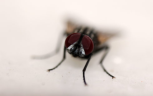 insect, macro, reverse  lens, flies, HD wallpaper HD wallpaper