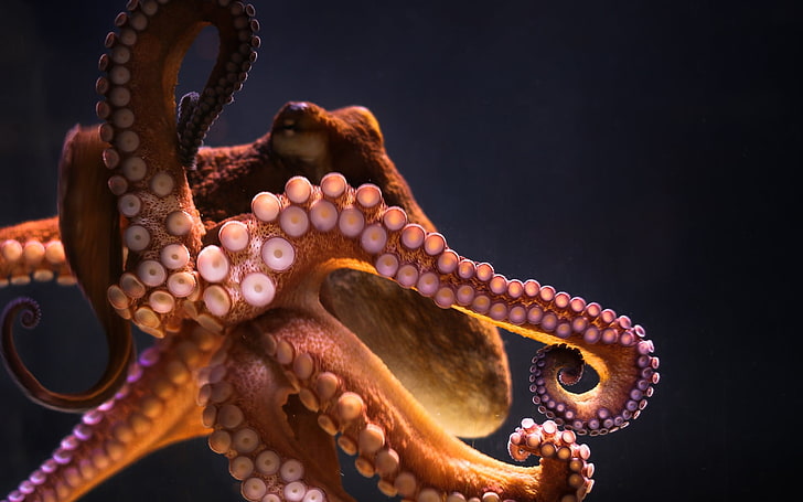 Underwater octopus-2017 Animal Wallpaper, Sfondo HD