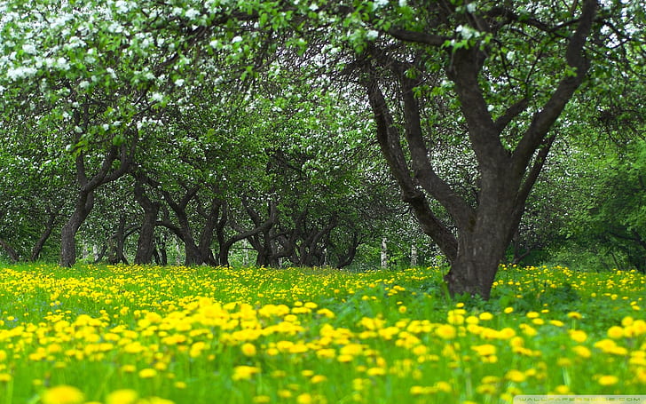 Tapeta Orchard Spring 2560 × 1600, Tapety HD