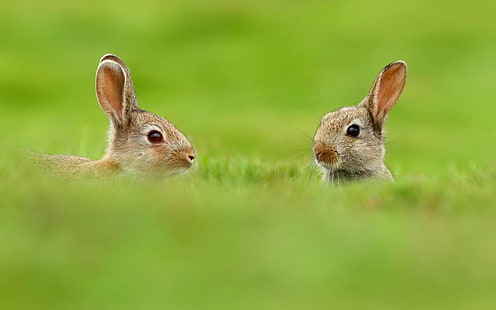 Два сладки зайци в трева, заек, трева, природа, HD тапет HD wallpaper