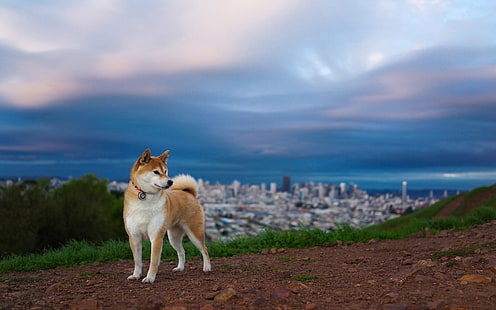 adult brown and white Shiba inu, akita inu, hill, dog, nature, HD wallpaper HD wallpaper