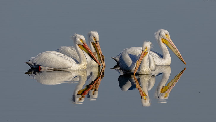 Pelican, 4K, reflet, oiseau, Fond d'écran HD