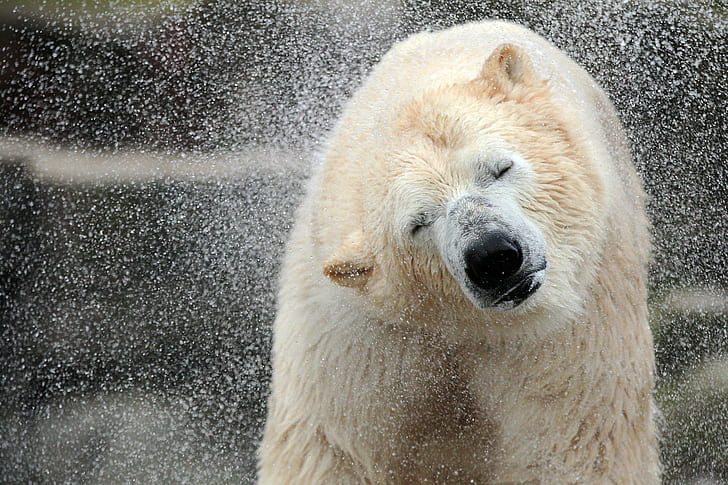 Oso polar temblando, oso polar, polar, oso, animal, temblando, HD, Fondo de pantalla HD