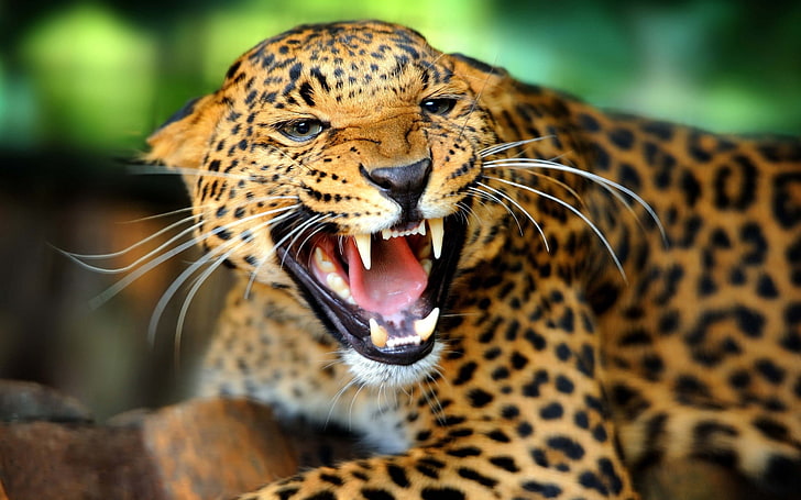 yellow leopard, cheetah, teeth, predator, look, big cat, HD wallpaper