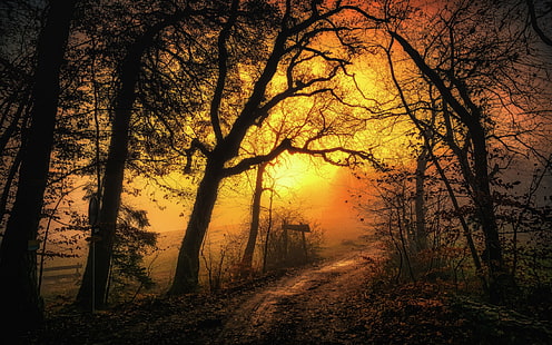 голые деревья, путь между деревьями, природа, пейзаж, туман, грунтовая дорога, лес, листья, деревья, небо, путь, желтый, утро, HD обои HD wallpaper