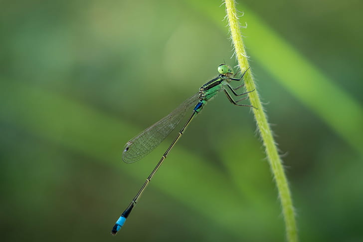 macro photography of green Damselfly on green stem, damselfly, Damselfly, macro photography, green, stem  Extension, Extension Tube, Odonata, sel50f18, Sony A6000, Insect, dragonfly, nature, animal, close-up, macro, summer, green Color, grass, wildlife, outdoors, HD wallpaper