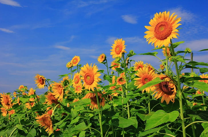 Sunflowers, Field, Sky, Verdure, Summer, HD wallpaper