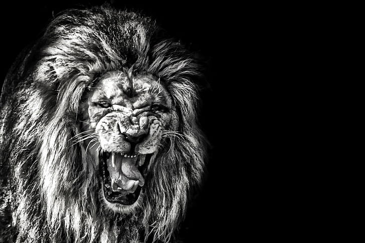 снимка в сива скала на ревящ лъв, лента, сива скала, снимка, ревящ лъв, parc des félins, зоологическа градина, лъв рев, w n, nandb, лъв - котешки, животно, месоядно животно, дива природа, HD тапет