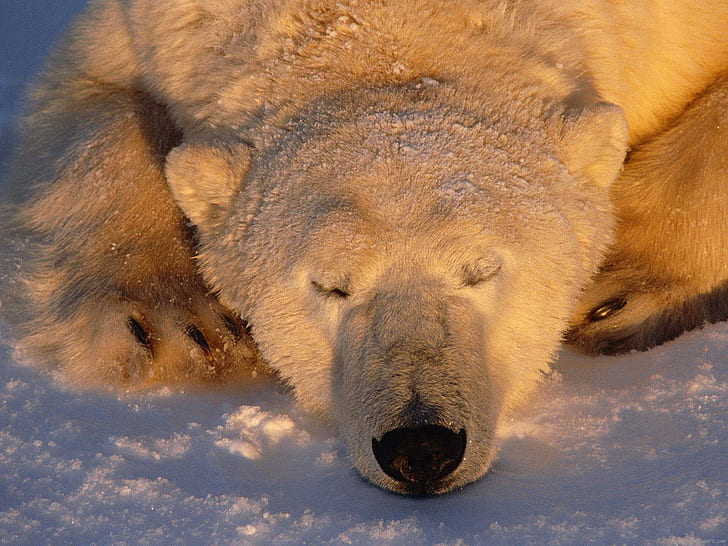 White bear sleeping, white polar bear, animal, bear, white, sleep, snow, winter, HD wallpaper