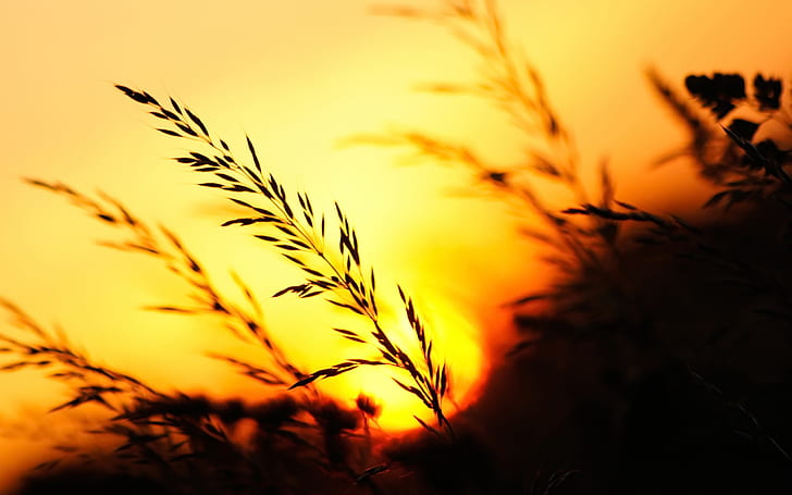 Sunset, grass, evening, brown wheat field, Sunset, Grass, Evening, HD wallpaper