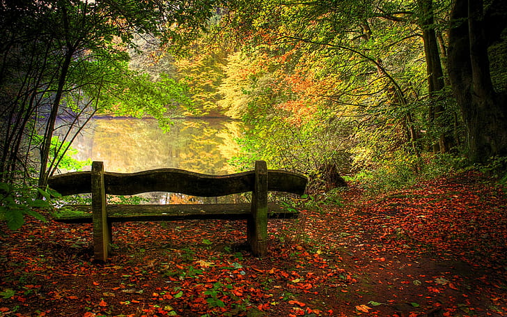 Bench Tree Forest Leaves HD, nature, forest, tree, leaves, bench, HD wallpaper