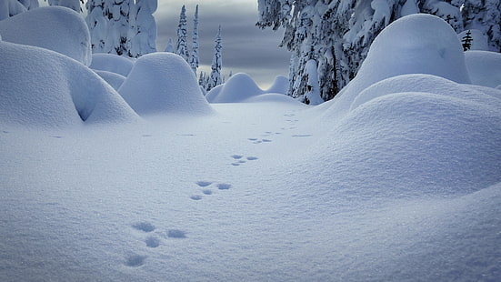 бял сняг, зима, сняг, дървета, природа, пейзаж, пътека, бял, HD тапет HD wallpaper