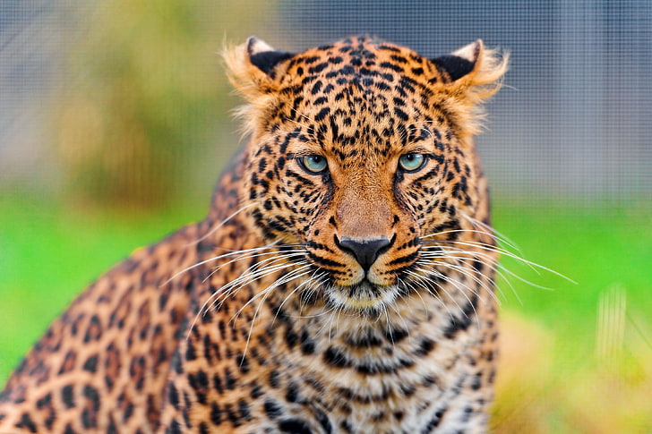 cheetah dewasa, macan tutul, predator, wajah, tutul, kucing besar, Wallpaper HD