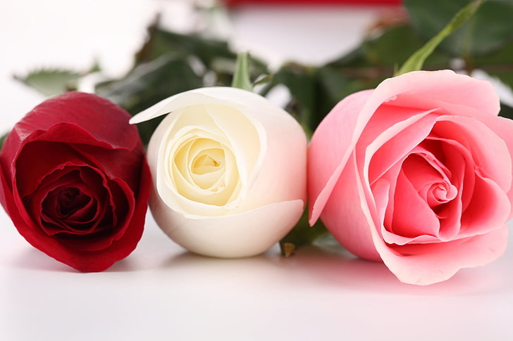 three pink, white, and red roses, roses, flowers, three, different, buds, HD wallpaper