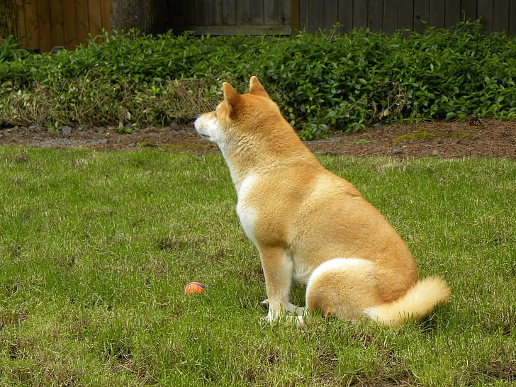 adult brown shiba inu, akita inu, grass, dog, HD wallpaper