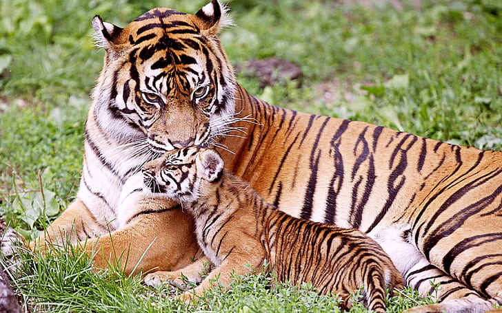 Tiger & Baby Tiger, brown and black tiger, baby, tiger, HD wallpaper