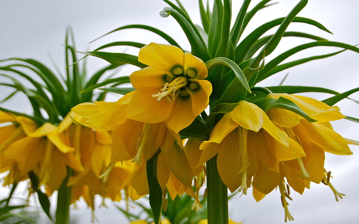 Fritillaria Imperialis Crown Royal Imperial Kind Of Flowering Plants In The Family Lily Born In Kurdistan 3840×2400, HD wallpaper