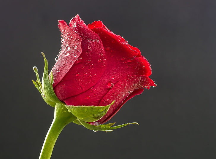 Bella rosa rossa, gocce d'acqua, rosa rossa, Aero, Macro, gocce, fiore, rosa, chiudere, rugiadoso, gocce d'acqua, redrose, Sfondo HD