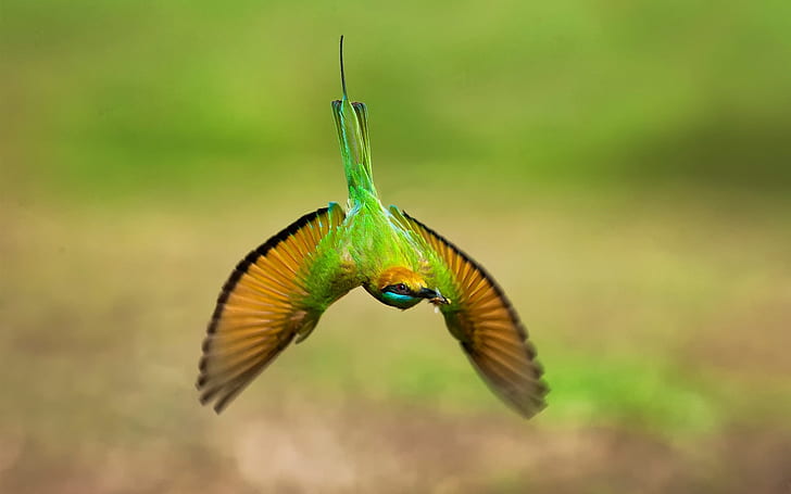 Green hummingbird, flight, wings, Green, Hummingbird, Flight, Wings, HD wallpaper