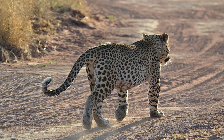 leopardo marrone e nero, leopardo, sabbia, impronte, andatura, Sfondo HD