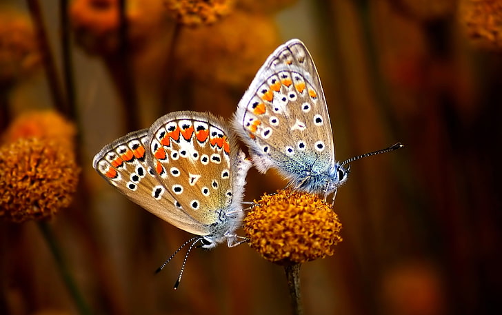 Butterfly True Love HD wallpapers free download | Wallpaperbetter