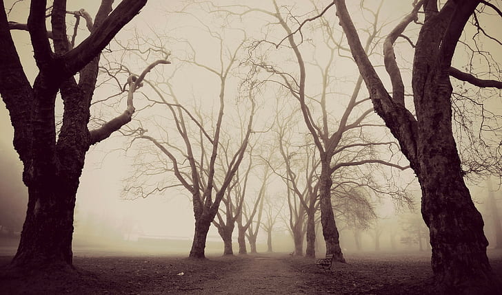 dead trees, trees, sepia, path, mist, bench, park, HD wallpaper