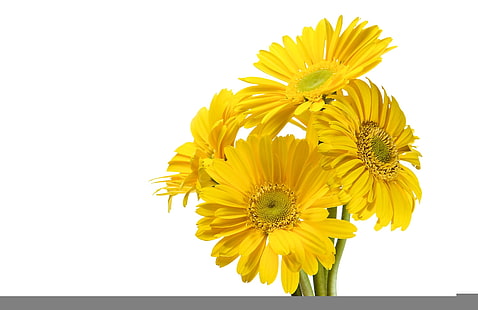 ดอกทานตะวันสีเหลืองหลายดอกเยอบีร่าดอกไม้สีเหลืองพื้นหลังสีขาว, วอลล์เปเปอร์ HD HD wallpaper