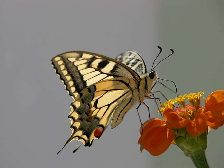 Farfalle a grande schermo, farfalla a coda di rondine di tigre, insetti, farfalle, a grande schermo, Sfondo HD
