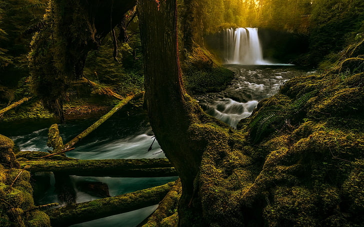 black and brown wooden table, landscape, nature, moss, waterfall, forest, Oregon, trees, ferns, river, HD wallpaper