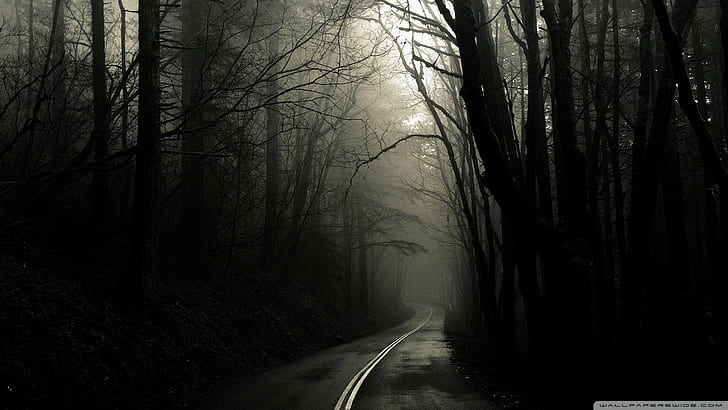 Camino del bosque oscuro, Fondo de pantalla HD