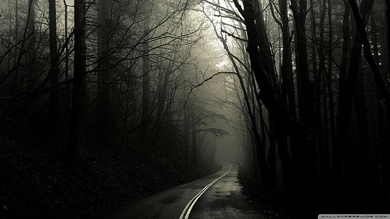Dark Forest Road, HD wallpaper HD wallpaper