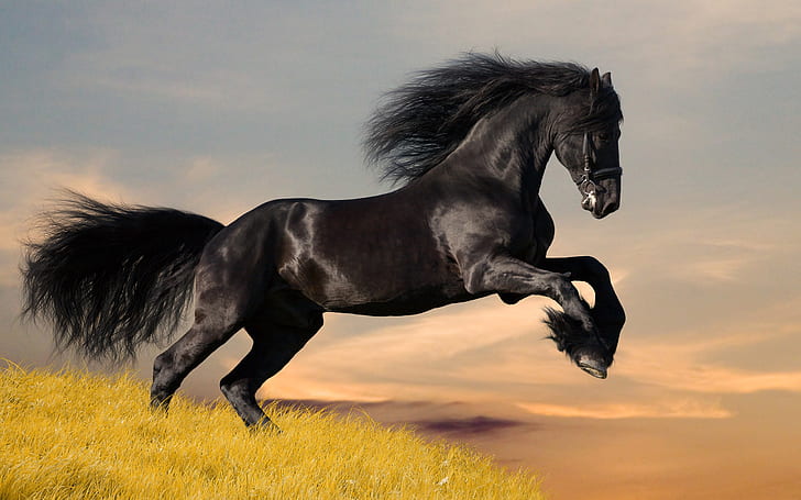 أسود ، حصان ، موستانج، خلفية HD