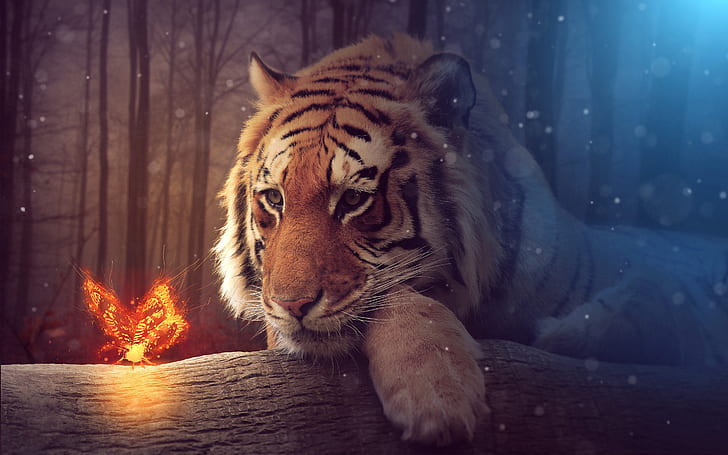 Big Tiger, Cara, Tigre, En gran plano, Bosque, Fuego, Fondo de pantalla HD