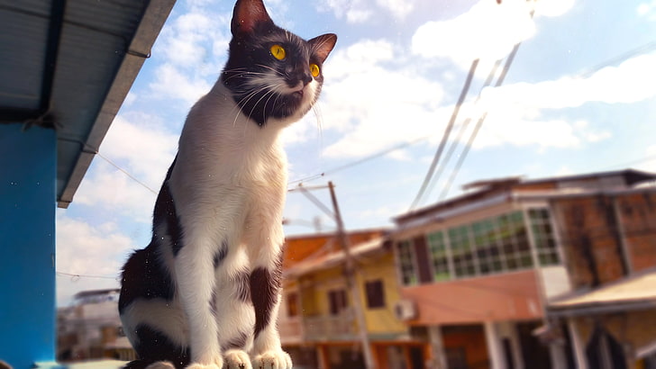 cat, Ecuador, animals, yellow eyes, HD wallpaper