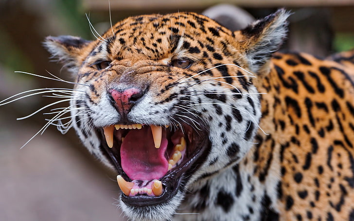 dorosły lampart, jaguar, cętkowany, kaganiec, drapieżnik, duży kot, Tapety HD