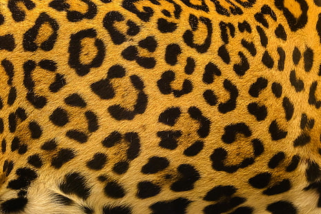 bakgrund, leopard, hud, päls, konsistens, HD tapet HD wallpaper