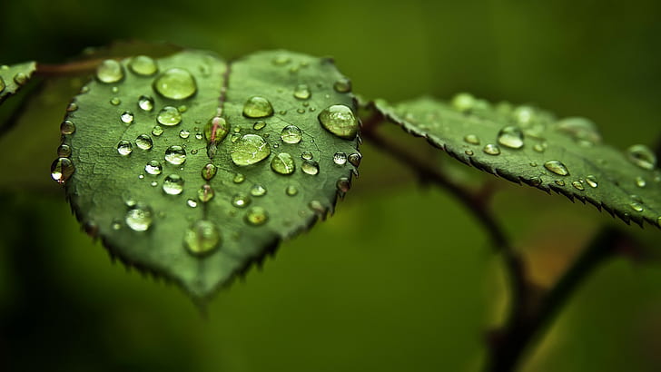 Leaves, Water Drops, Dew, Macro, leaves, water drops, dew, macro, HD wallpaper